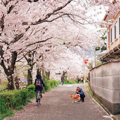 日本一新干线列车高速行驶途中两节车厢分离